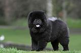 CHOW CHOW 766